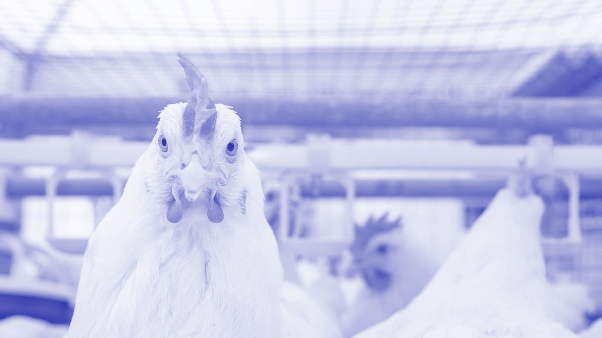 Pacific Equity Partners Gateway buys into Mainland Poultry